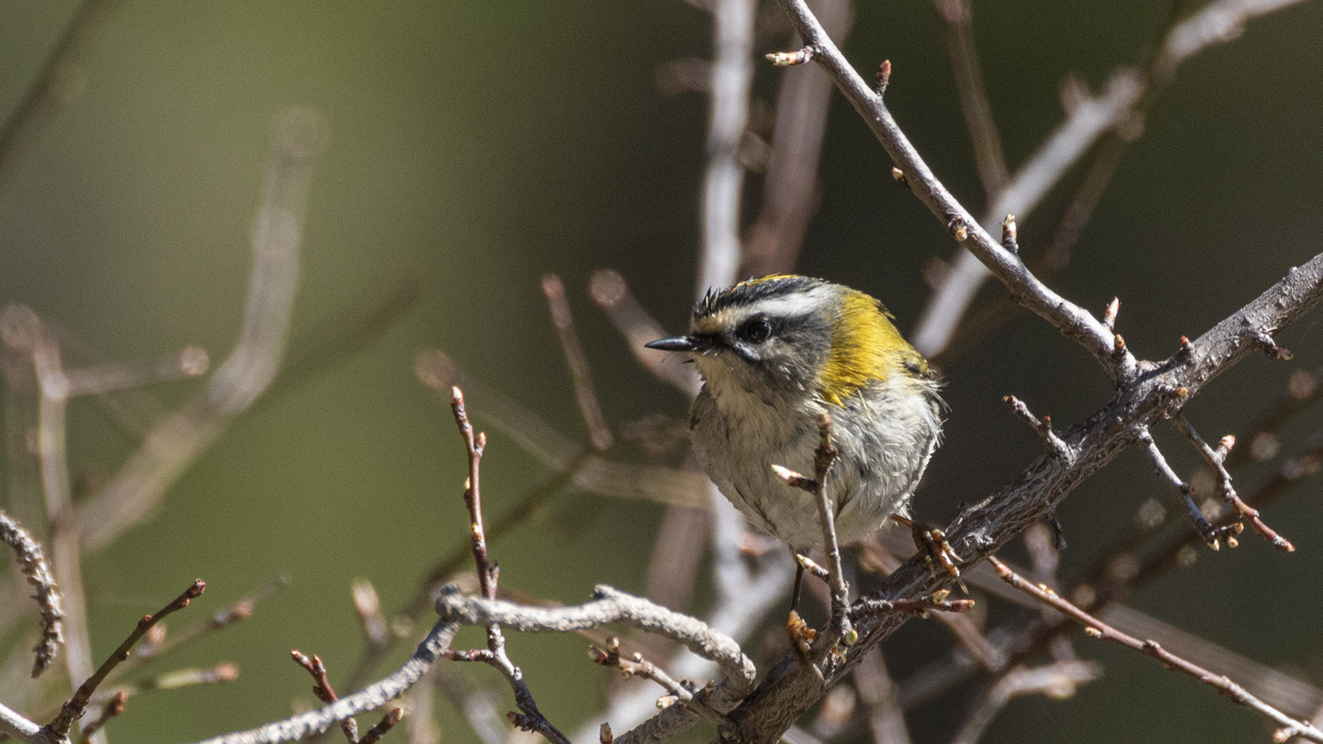 Common Firecrest
